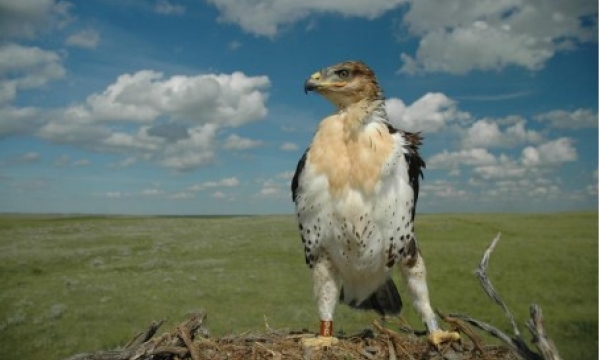 Ferruginous hawk (Janet Ng)