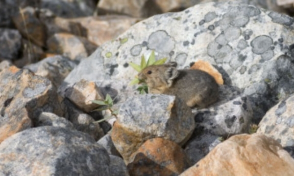 American pika