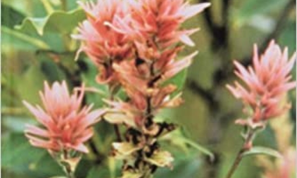 Aboriginal Plant Use in Canada’s Northwest Boreal Forest