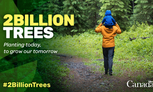 Logo of 2 billion trees program, person walking through trees