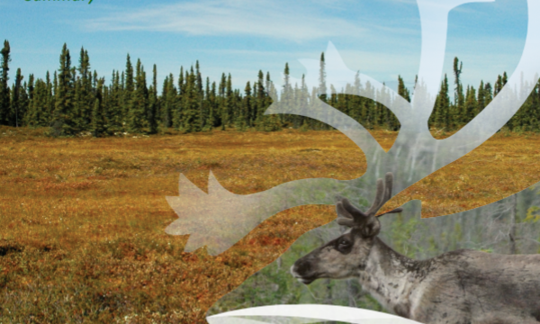 Cover-summary of NWT framework for boreal caribou range planning