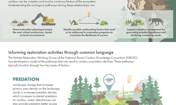 The Boreal Caribou Ecological Model - Infographic