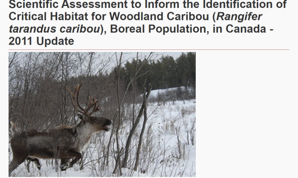Report title and image of lone caribou