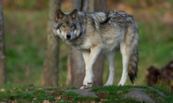 Image shows a wolf in a forest