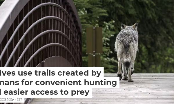 Cover of Conversation article-Wolves use trails created by humans for convenient hunting and easier access to prey