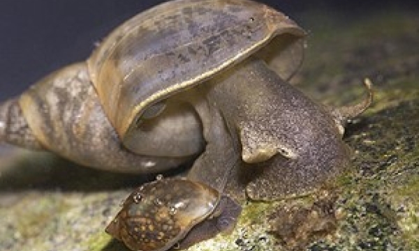 Lymnaea stagnalis