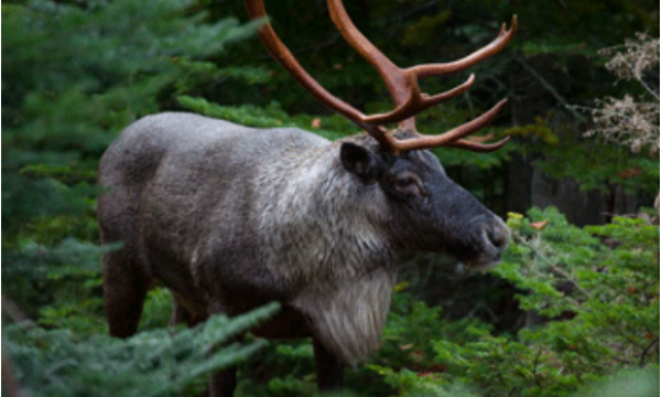 Photo of caribou
