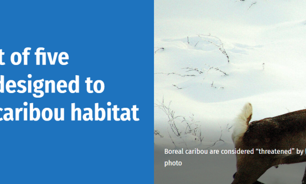 Cover image-ENR debuts first of five regional plans designed to protect boreal caribou habitat