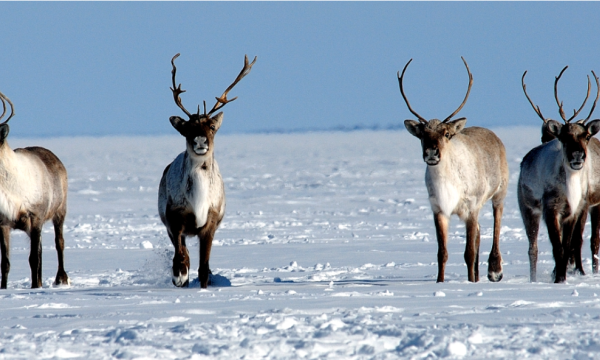 Photo for proposed management plans- NWT