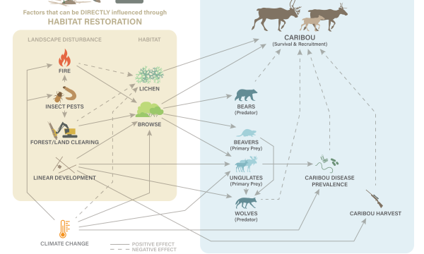 The Boreal Caribou Ecological Model