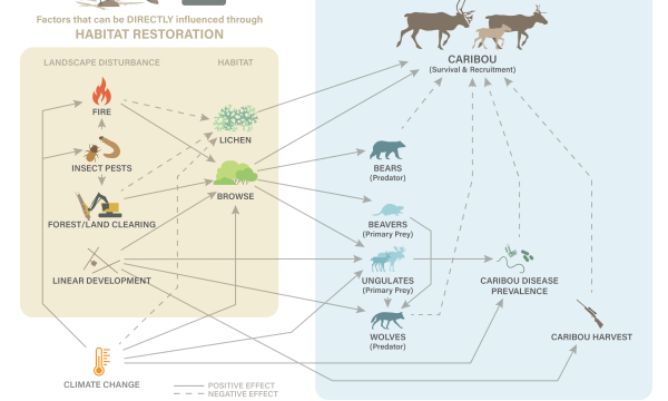 The Boreal Caribou Ecological Model - Technical Report The Boreal Caribou Ecological Model