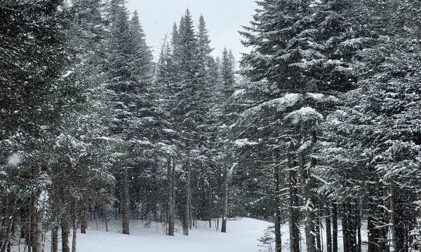 forest scene with snow on the ground