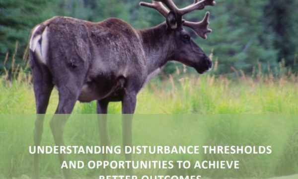 One caribou in forest clearing- cover of report- UNDERSTANDING DISTURBANCE THRESHOLDS AND OPPORTUNITIES TO ACHIEVE BETTER OUTCOMES FOR BOREAL CARIBOU IN CANADA: A PRIMER