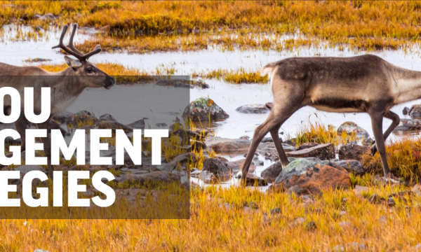 Website cover-CaribouMgtStrategies