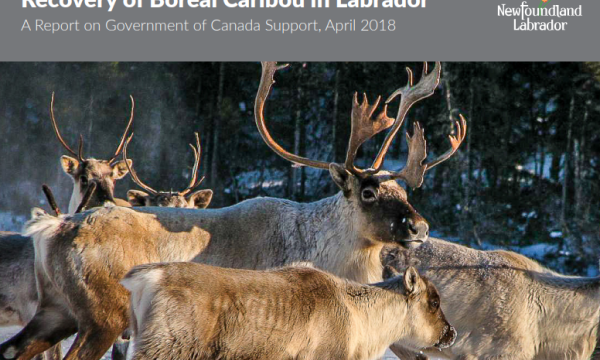 Cover of report Recovery of Boreal Caribou in Labrador