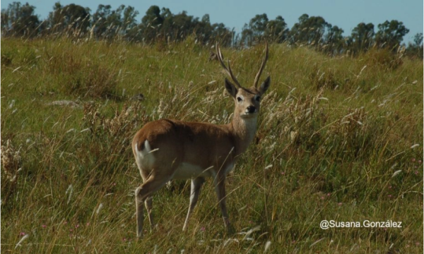 Cover photo- Update on the global status of wild reindeer and caribou