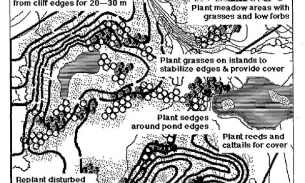 Revegetation strategies