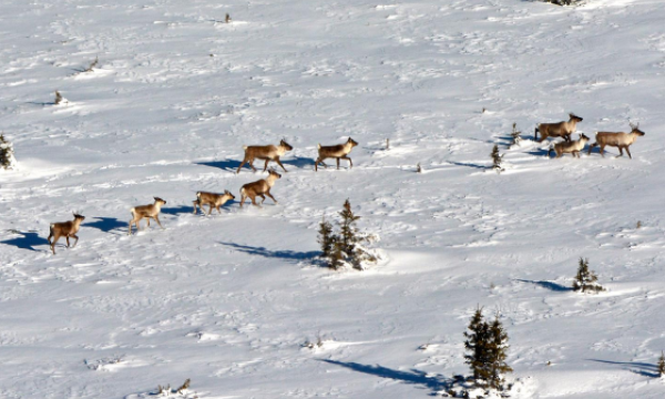 Image of caribou in snow from cover of draft report