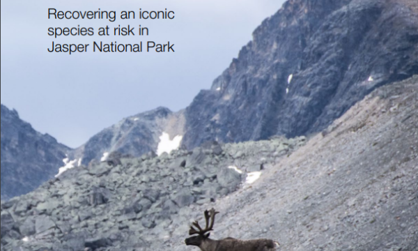 Cover of report- Caribou Comeback: Recovering an iconic species at risk in Jasper National Park, showing one caribou near mountains
