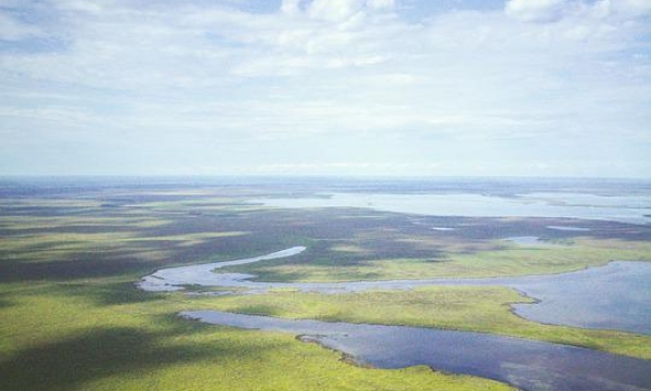 Landscape view of boreal forest and wetland habitat in the Northwest Territories