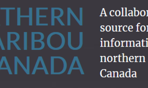 Northern Caribou Canada