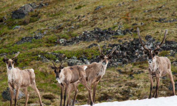 WCS report cover page