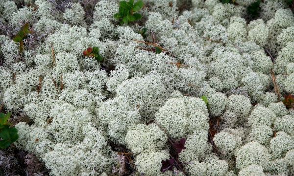 lichen