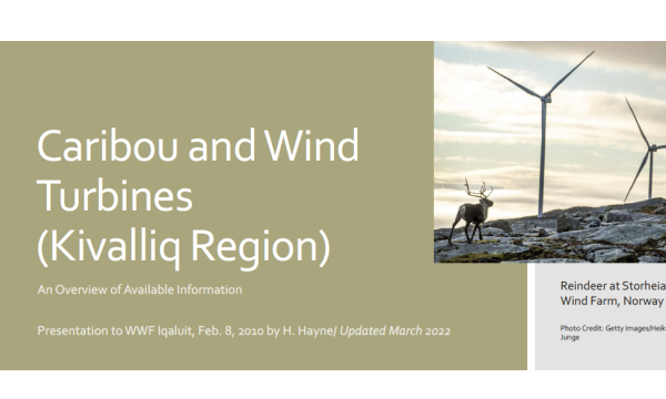 Presentation slide showing the title and a photo of a reindeer standing by two wind turbines
