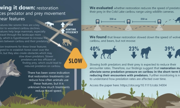INFOGRAPHIC: Evaluating the impact of caribou habitat restoration on predator and prey movement