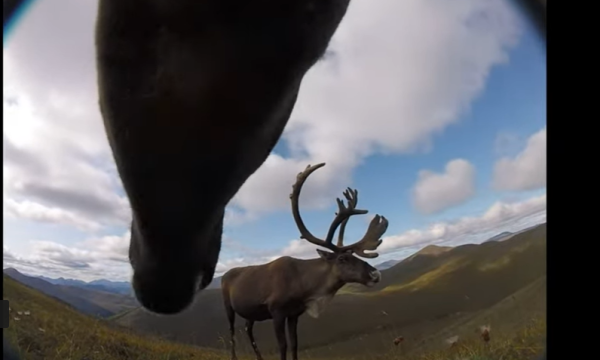 View of underside of caribou head (from collar camera), and another caribou in profile