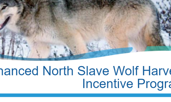 1 Wolf in snow, image from program website