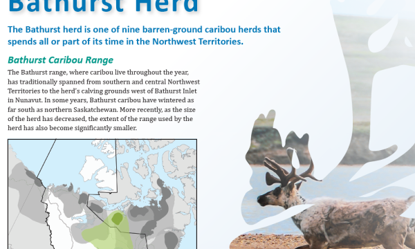 Fact sheet cover with paragraph about the Bathurst Caribou Herd, range map, and photo of 1 caribou