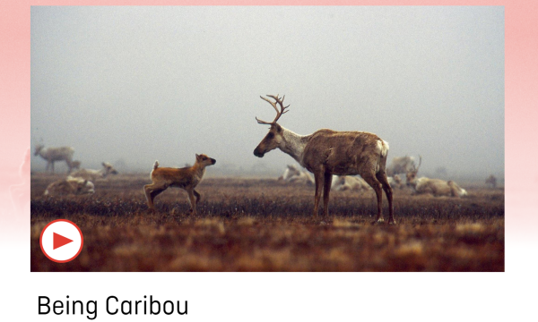Adult and young caribou looking at each other on the tundra