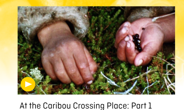 Image of two hands harvesting crowberries