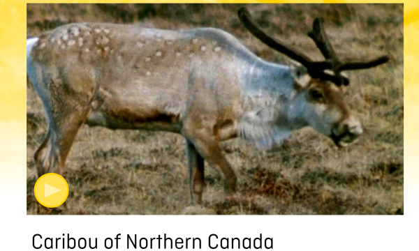 Image of caribou, from the side, takes up most of frame
