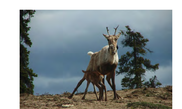 Photo of a mother caribou and baby nursing in a sparsely treed environment