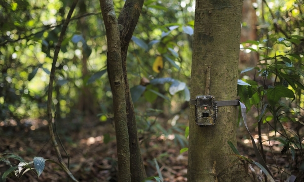 wildlife camera trap