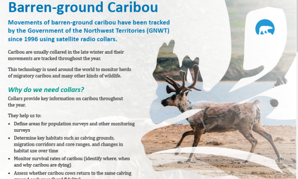 Fact sheet cover with title, and caribou photo within a stylized caribou antler profile