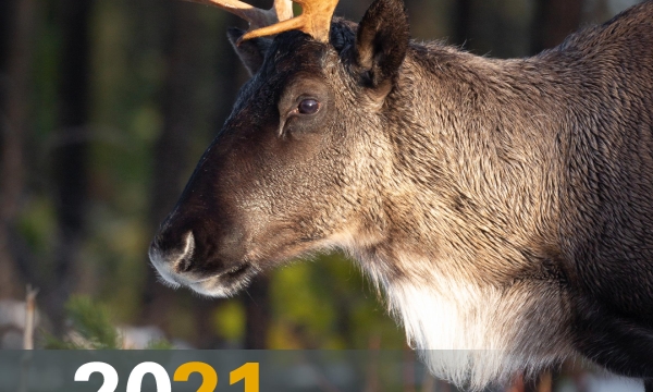RICC 2021 Annual Report Cover Page Featuring Boreal Caribou