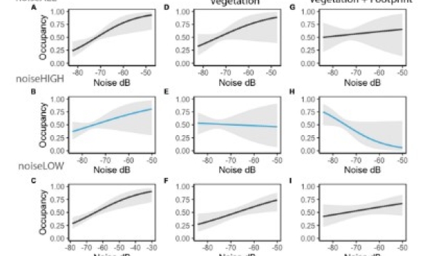 Noise impacts Sparrow Occupancy