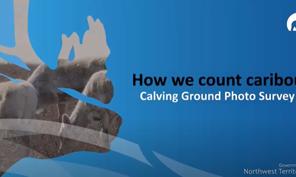 How we count caribou video still
