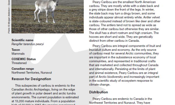 Fact sheet that is mainly text, with a photo of a caribou walking on the tundra in the top left corner