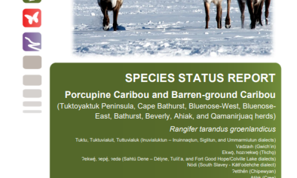 Status report cover page