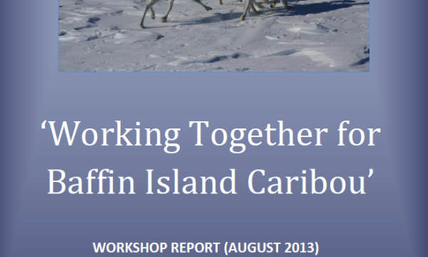 Three caribou walking in the snow centred in a blue report cover