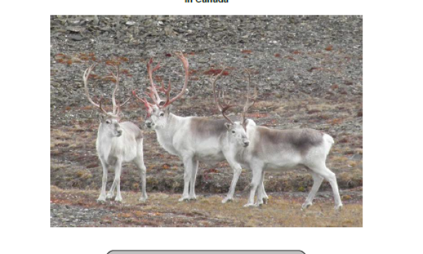 Report cover with photo of 3 caribou with large antlers standing on the tundra