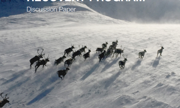 Provincial Caribou Recovery Program Discussion Paper Report Cover - herd of caribou running across a snowy mountain landscape
