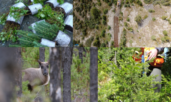 Report cover image showing a collage of four images, top left shows tree seedlings to be planted, the top right shows an aerial view of a linear feature being restored, bottom right shows a practitioner standing among some young growing trees and the  left bottom image shows a caribou.