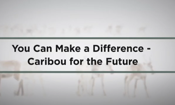 Washed out image of caribou standing in snowy background