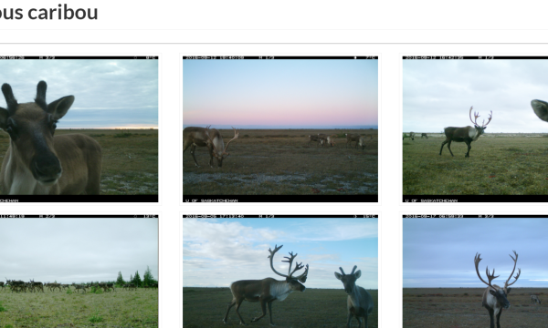 A series of photos of caribou from the Park's camera