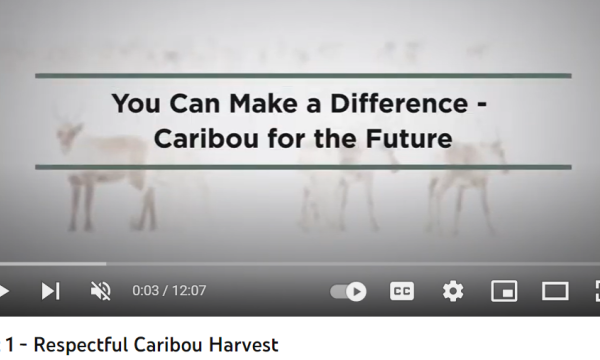 Text 'You Can Make a Difference- Caribou for the Future' is written above a washed out photo of caribou in the snow.